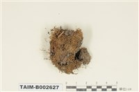 藏品(絲瓜苔屬)的圖片